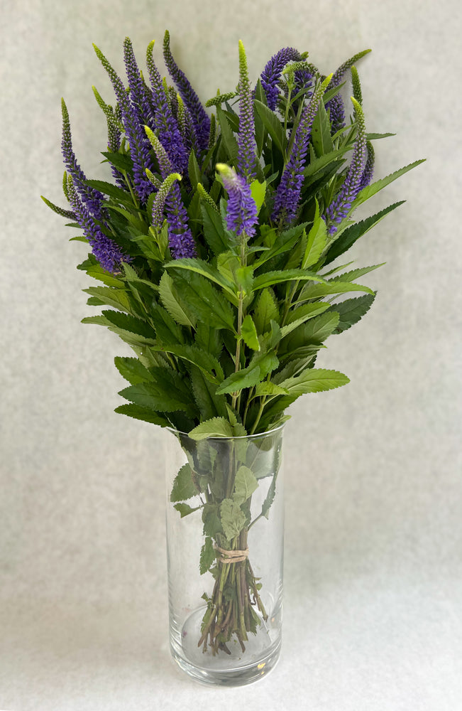 Veronica-Purple