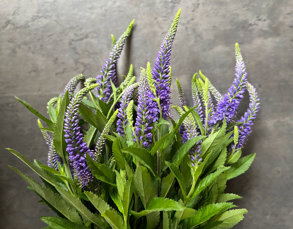 Veronica-Purple