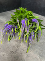 Veronica-Purple - SMFF Wholesale