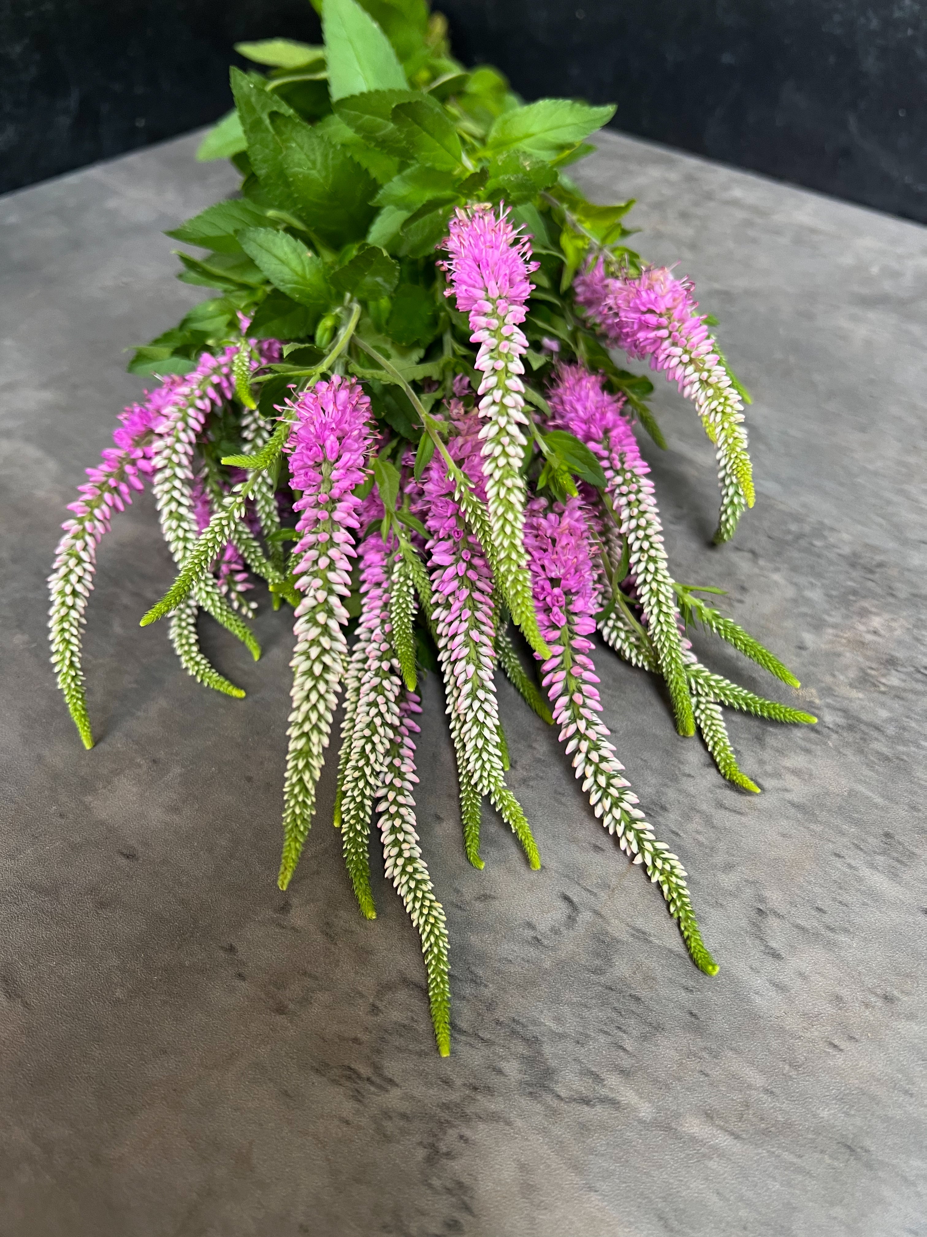 Veronica-Pink