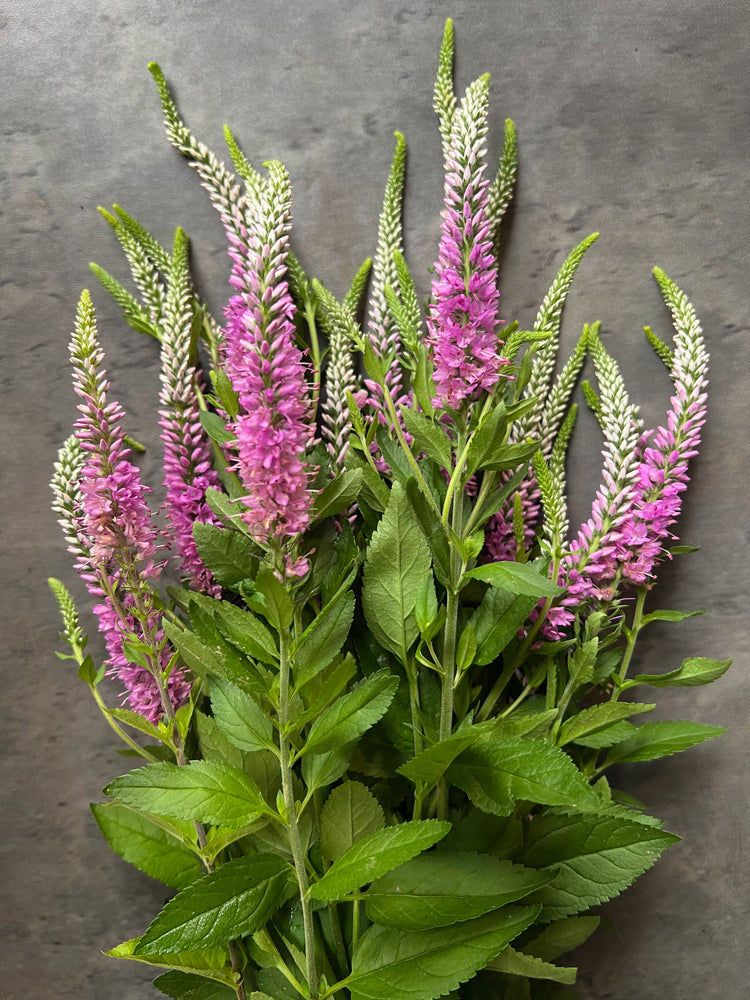 Veronica-Pink - SMFF Wholesale