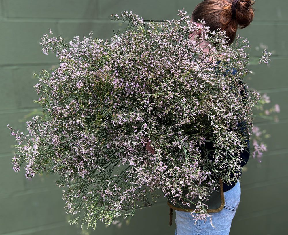 Limonium-Oshi Pink - SMFF Wholesale