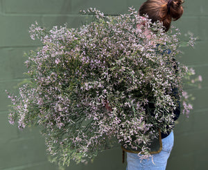 Limonium-Oshi Pink - SMFF Wholesale