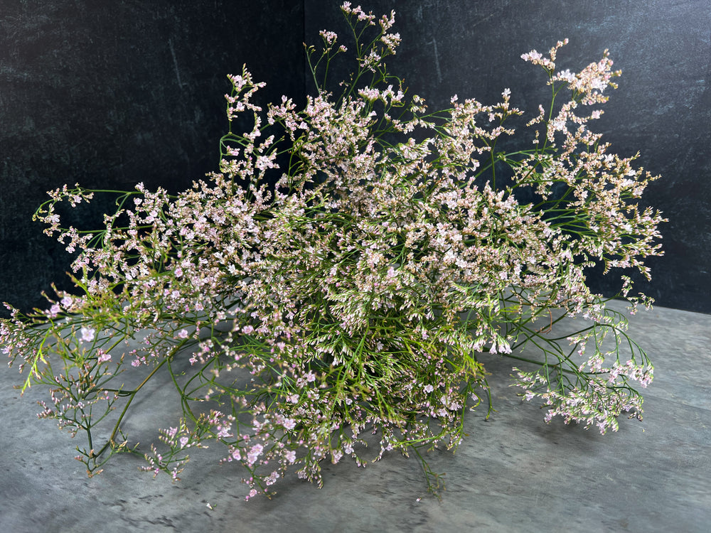 Limonium-Oshi Pink - SMFF Wholesale