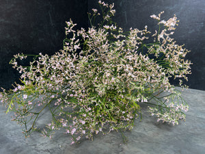 Limonium-Oshi Pink - SMFF Wholesale