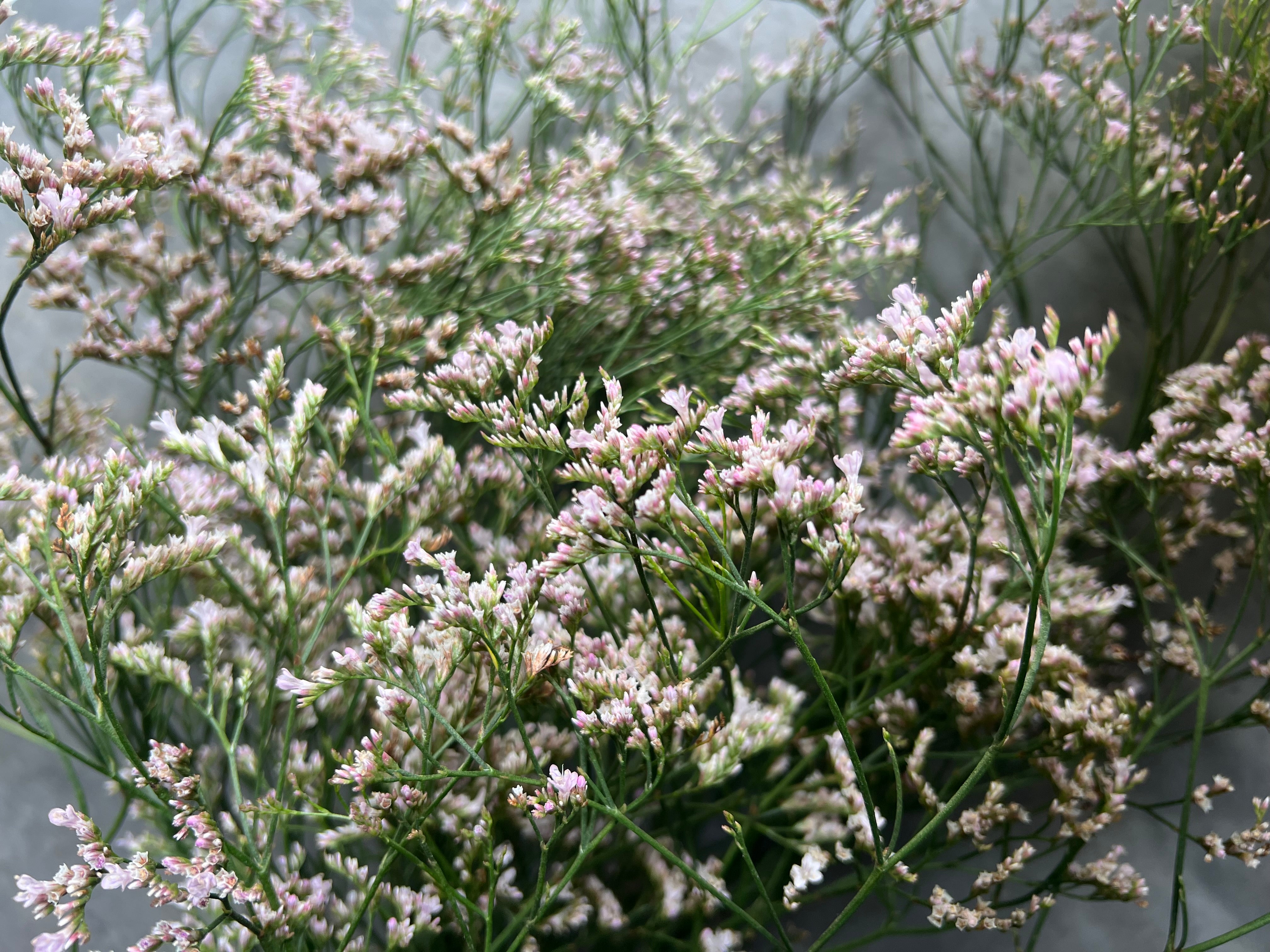 Limonium-Oshi Pink