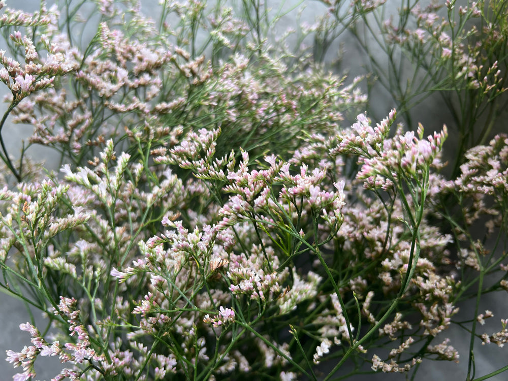 Limonium-Oshi Pink - SMFF Wholesale