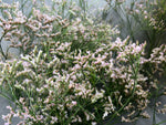 Limonium-Oshi Pink - SMFF Wholesale