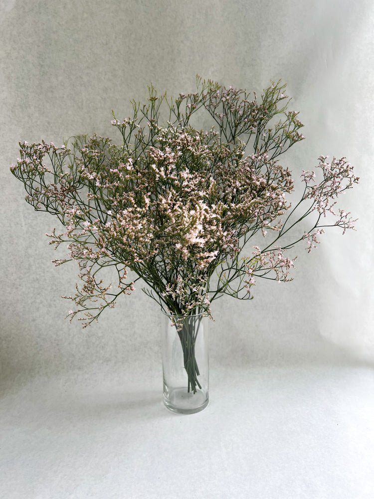 Limonium-Oshi Pink - SMFF Wholesale