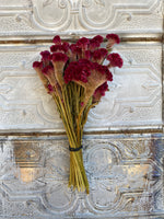 Dried Flowers-Celosia Burgundy Crest