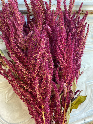 Dried Flowers-Amaranth Burgandy