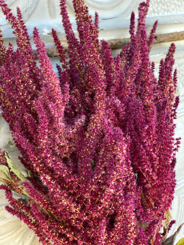 Dried Flowers-Amaranth Burgandy