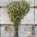 Dried Flowers-Mountain Mint