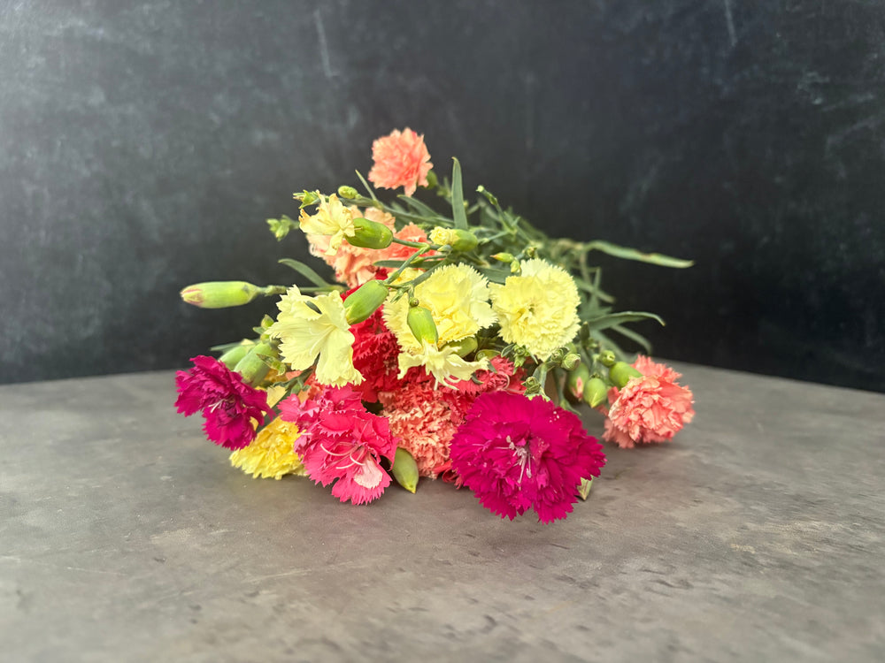 Mini Carnations-Mixed