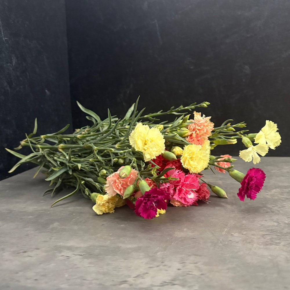 Mini Carnations-Mixed
