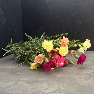 Mini Carnations-Mixed