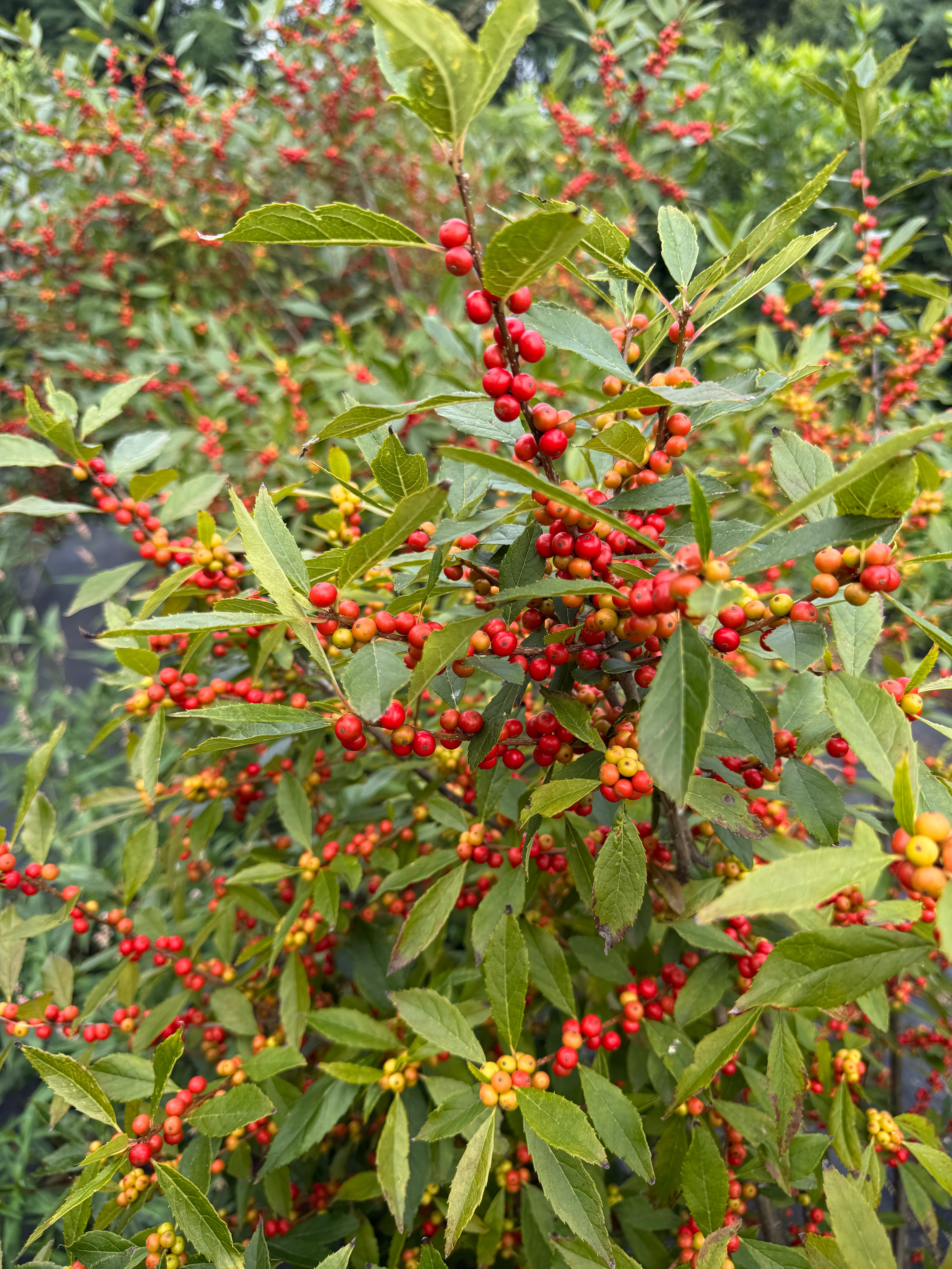 Ilex Winterberry-Spirit with Leaves On