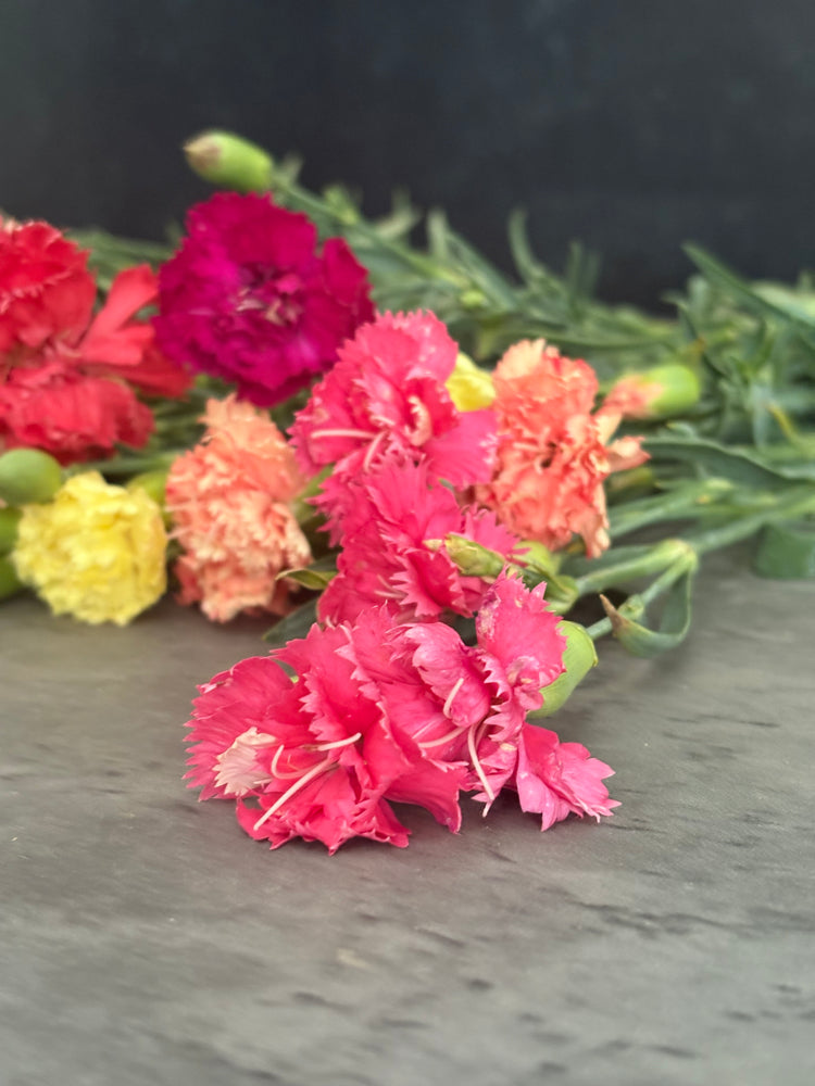 Mini Carnations-Mixed
