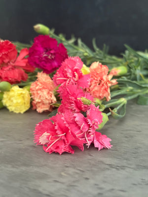 Mini Carnations-Mixed