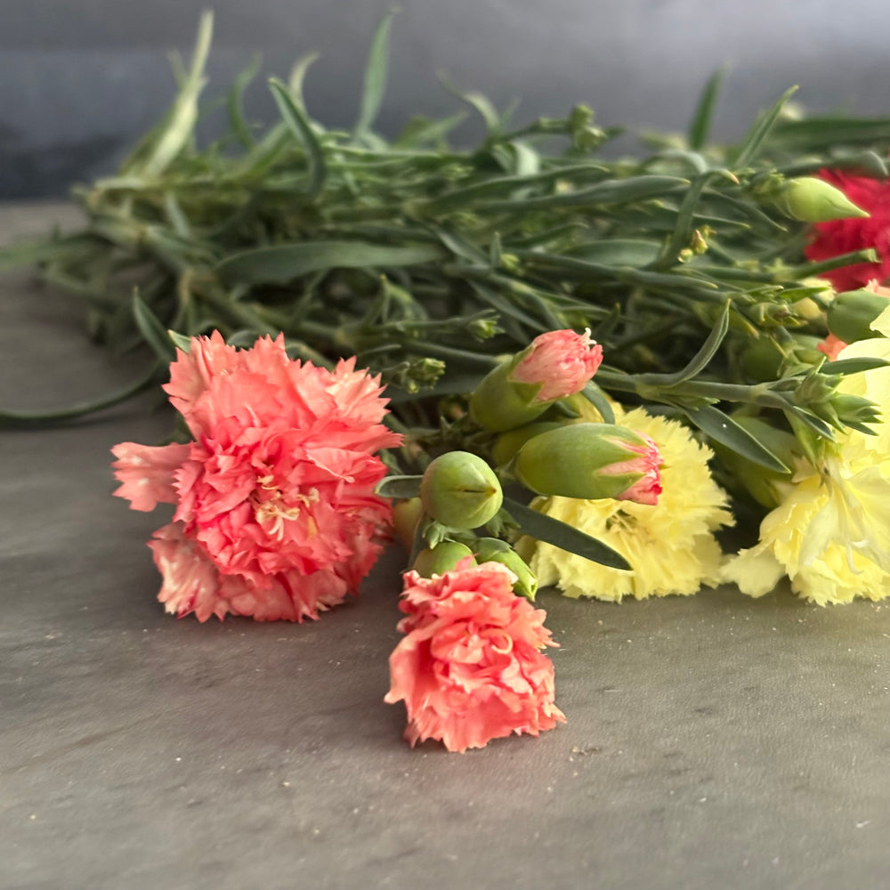 Mini Carnations-Mixed