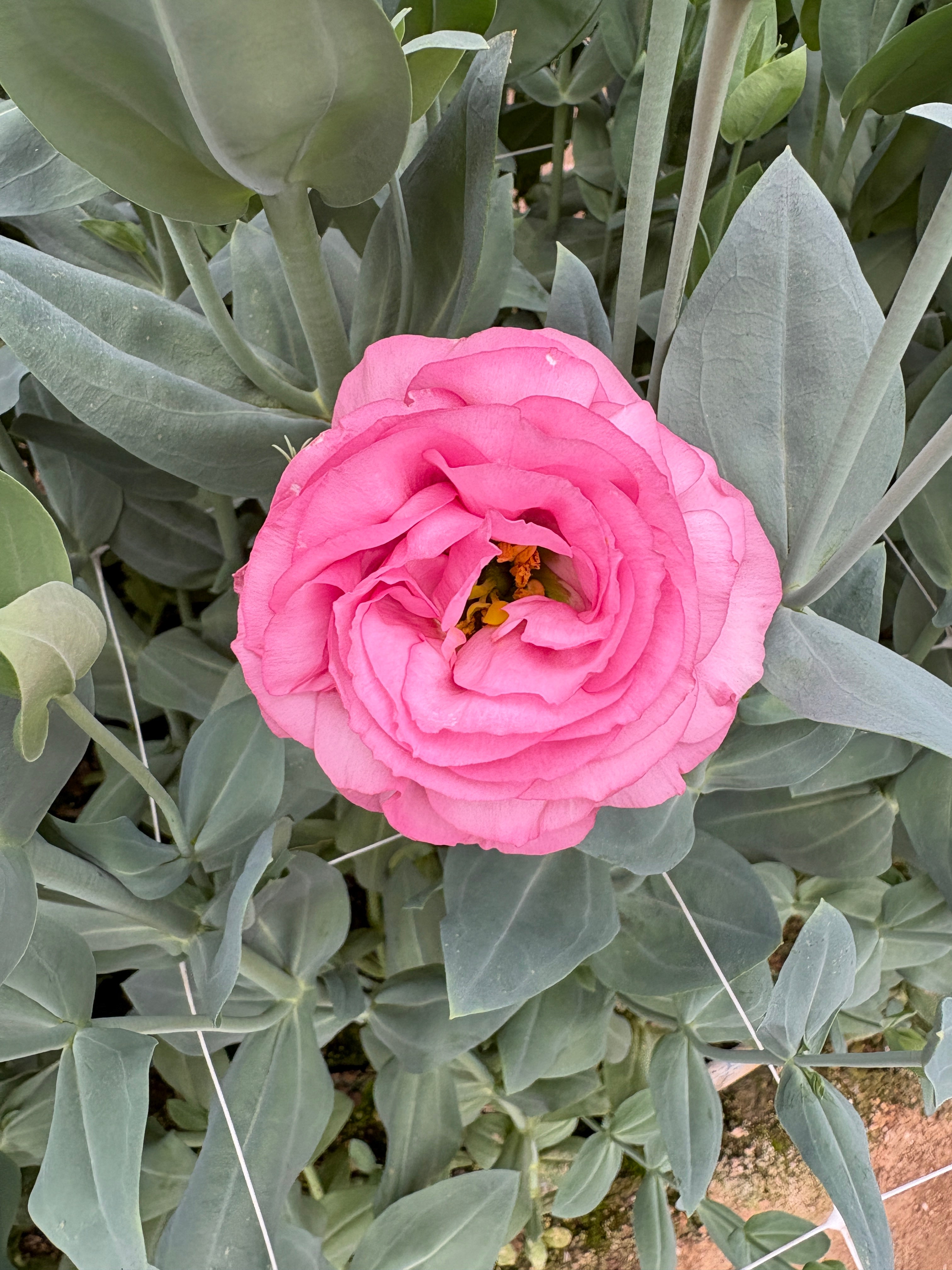 Lisianthus-Pink