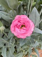 Lisianthus-Pink