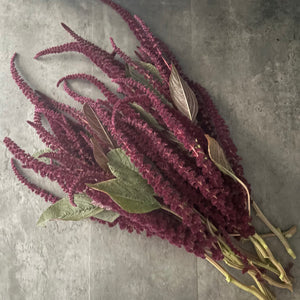 Amaranth-Red - SMFF Wholesale