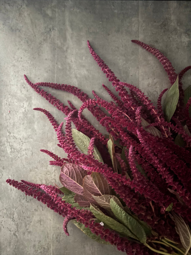 Amaranth-Red
