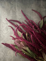 Amaranth-Red