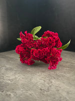 Celosia Crest-Neo Red