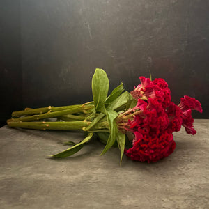 Celosia Crest-Neo Red - SMFF Wholesale
