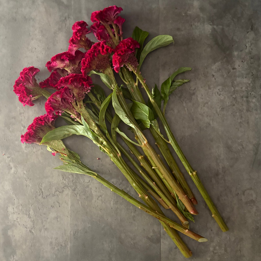 Celosia Crest-Neo Red - SMFF Wholesale