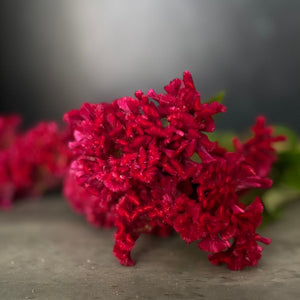 Celosia Crest-Neo Red - SMFF Wholesale