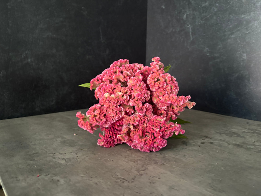 Celosia Crest-Neo Pink - SMFF Wholesale