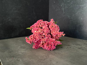 Celosia Crest-Neo Pink - SMFF Wholesale
