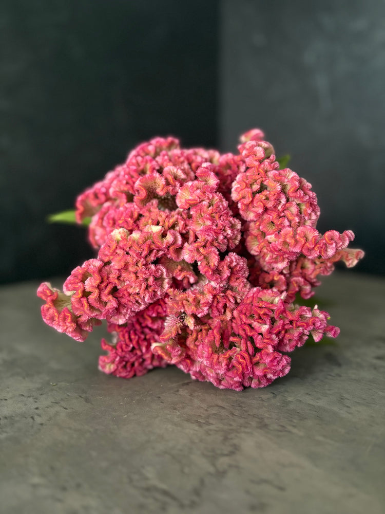 Celosia Crest-Neo Pink