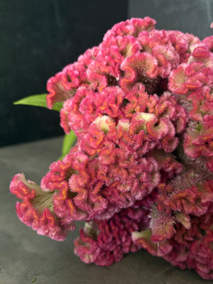 Celosia Crest-Neo Pink - SMFF Wholesale