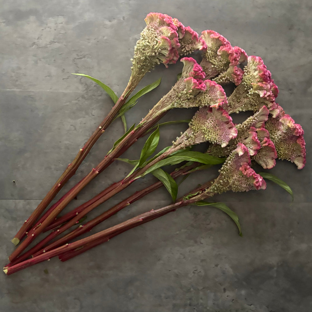 Celosia Crest-Neo Pink - SMFF Wholesale