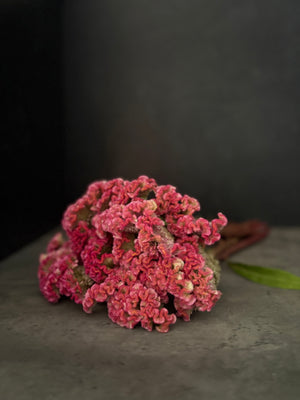 Celosia Crest-Neo Pink - SMFF Wholesale