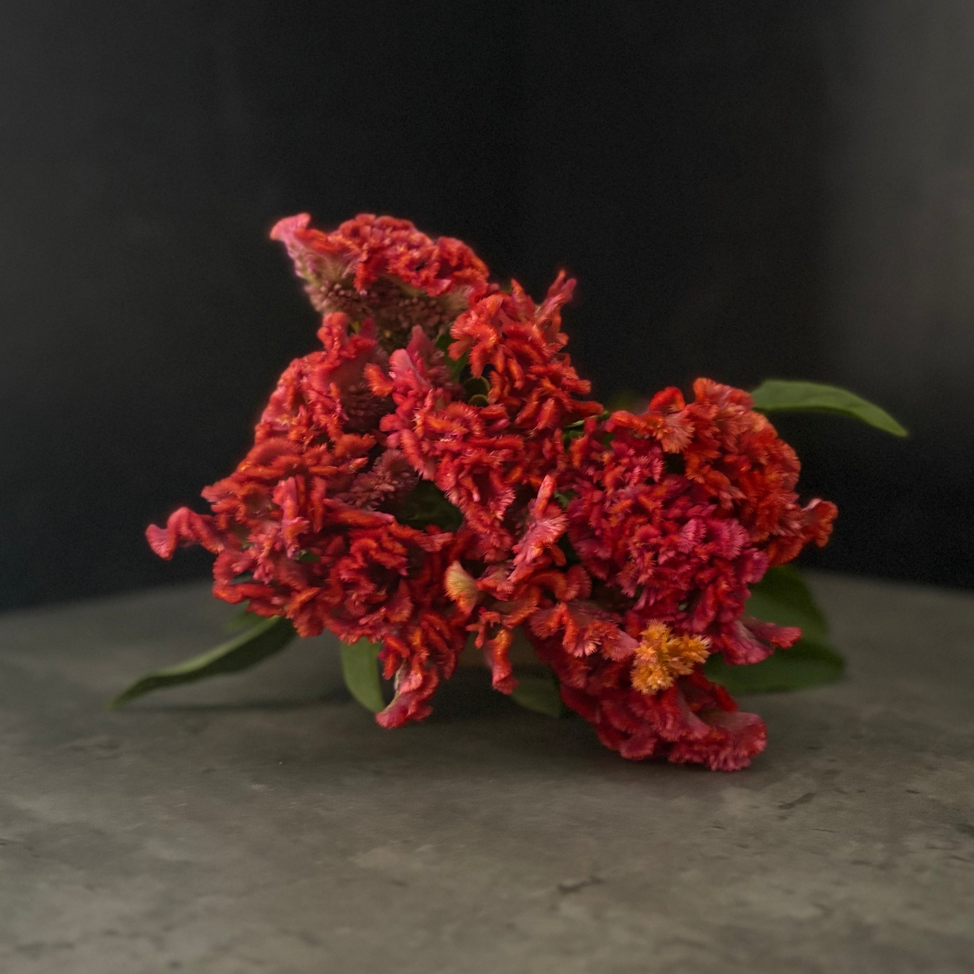 Celosia Crest-Neo Orange
