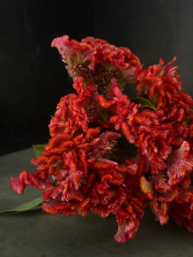 Celosia Crest-Neo Orange - SMFF Wholesale