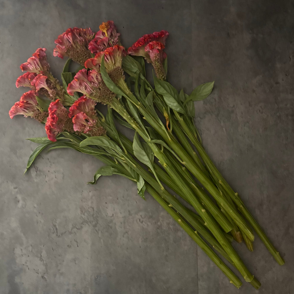 Celosia Crest-Neo Orange - SMFF Wholesale