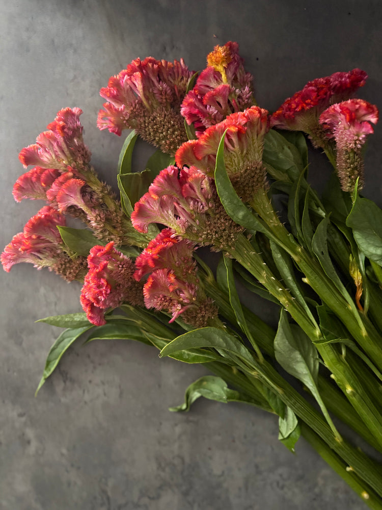 Celosia Crest-Neo Orange - SMFF Wholesale