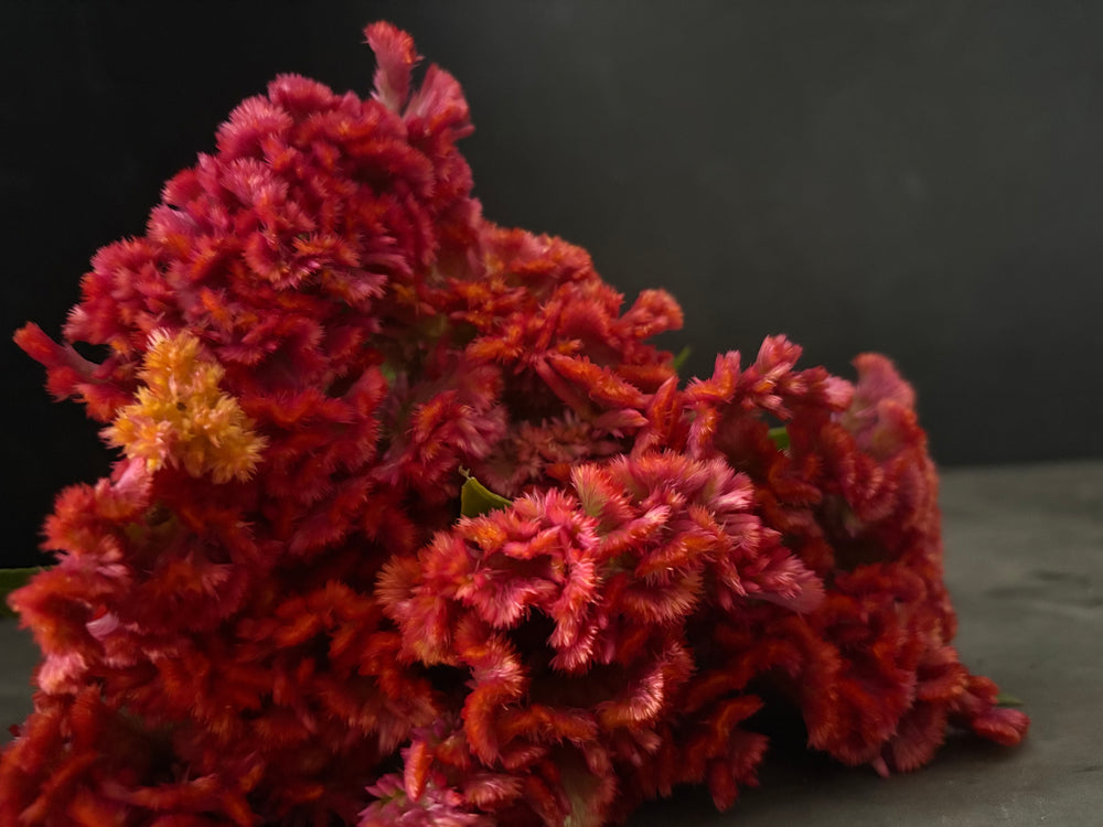 Celosia Crest-Neo Orange - SMFF Wholesale