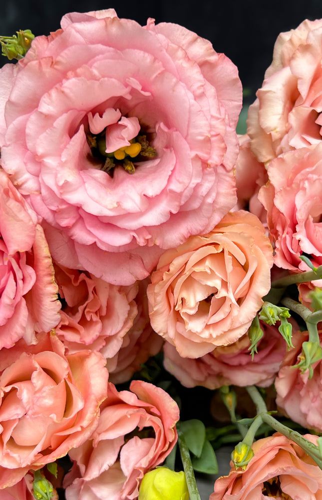Lisianthus-Sabrina Orange - SMFF Wholesale
