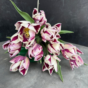 Tulip-Rem's Favorite