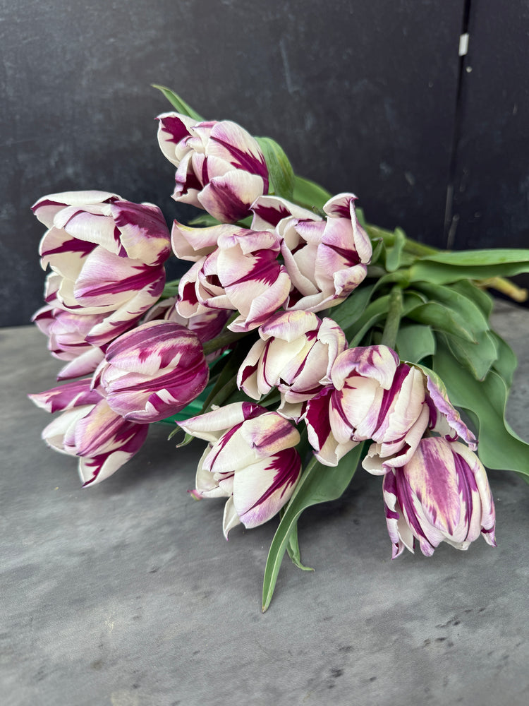 Tulip-Rem's Favorite