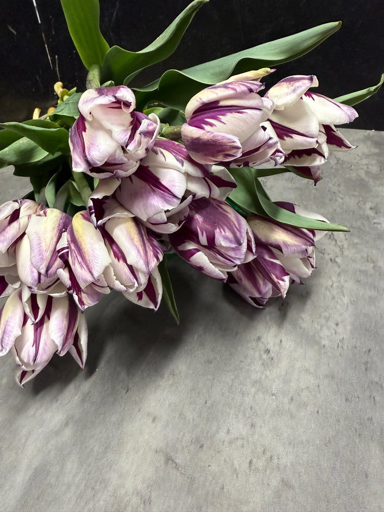 Tulip-Rem's Favorite