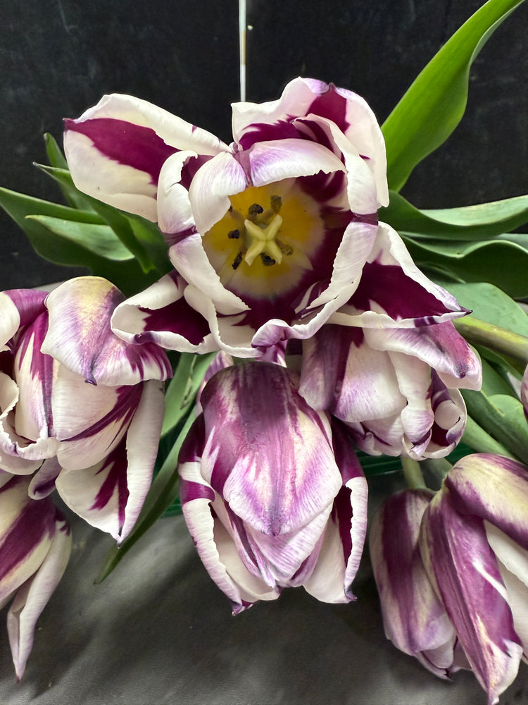 Tulip-Rem's Favorite