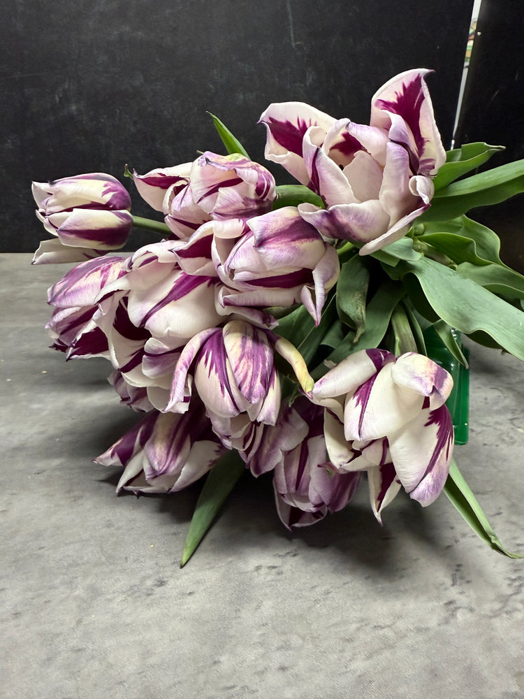 Tulip-Rem's Favorite